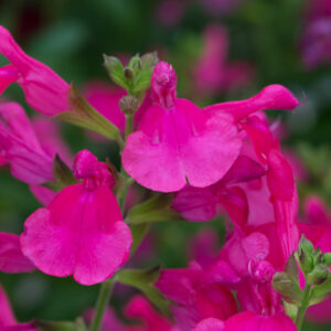 A small cluster of Salvia 'Mirage Hot Pink' flowers. The blooms are an intense hot-pink colour.