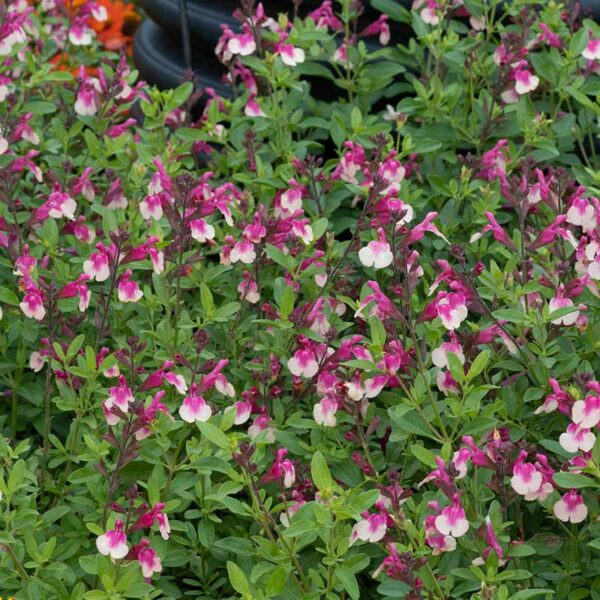 A large cluster of Salvia greggii 'Mirage Rose Bicolour' flowers. The flowers are two-tone in pink and white.