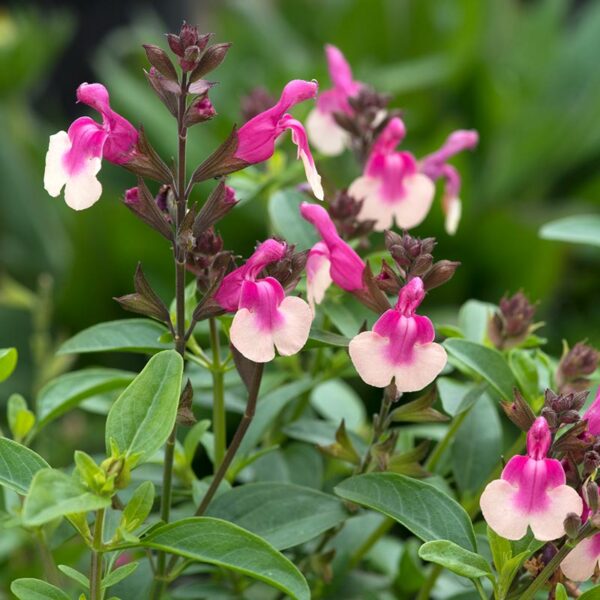 A cluster of Salvia greggii 'Mirage Rose Bicolour' flowers. The flowers are two-tone in pink and white.