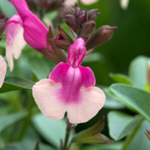A single large Salvia greggii 'Mirage Rose Bicolour' flower. The flower is two-tone in pink and white.