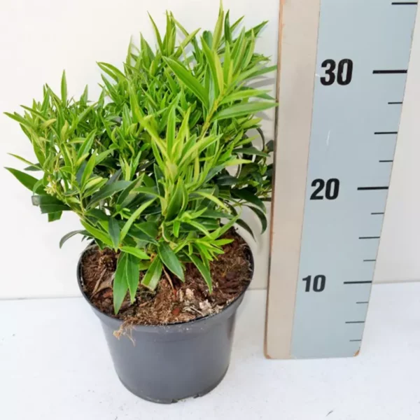 Sarcococca saligna (Willow-leaf Sweet Box) measured