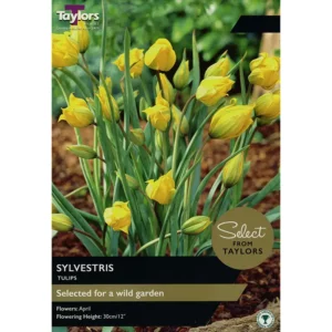Tulip 'Sylvestris'