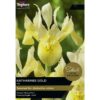 A pack of 7 Iris 'Katharine's Gold' bulbs. The packaging has a large image of a yellow iris flower.