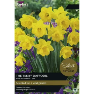 Narcissus obvallaris 'Tenby Daffodil'