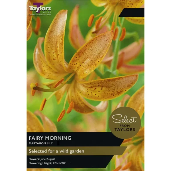 Martagon Lily 'Fairy Morning'