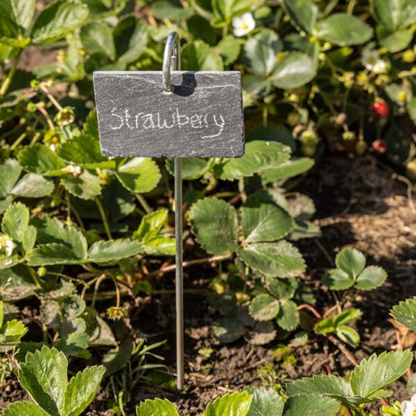 A slate, rectangular plant marker hanging from a metal peg. The word 'Strawberry' is written on it and it is placed infront of a strawberry plant.