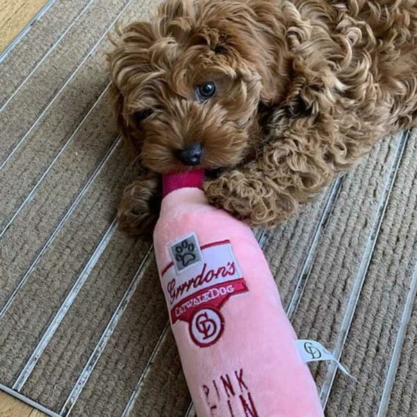 Small dog playing with CatwalkDog Grrrdon’s Bottle