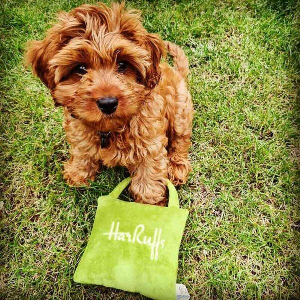 Small Dog with CatwalkDog HarRuffs Bag Plush Dog Toy
