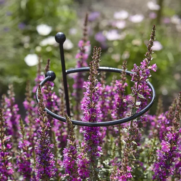 The Tom Chambers Single Stem Metal Plant Support supporting the taller stems of a purple flowering plant