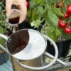 Levington Tomorite Concentrated Tomato Food being poured from cap into a watering can