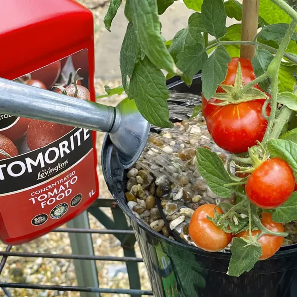 Levington Tomorite Concentrated Tomato Food being sprayed through a watering can rose