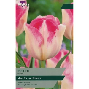 Tulip 'Infiniti'