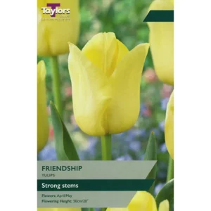 Tulip 'Friendship'