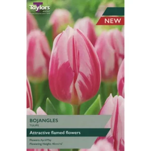 Tulip 'Bojangles'