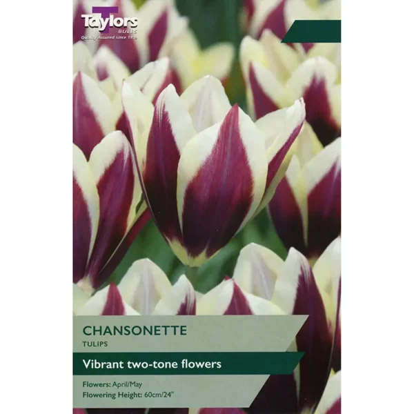 Tulip 'Chansonette'