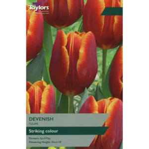 Tulip 'Devenish'