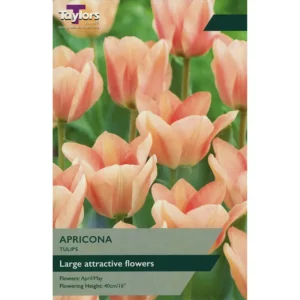 Tulip 'Apricona'