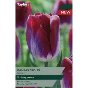 Tulip 'Kansas Proud'