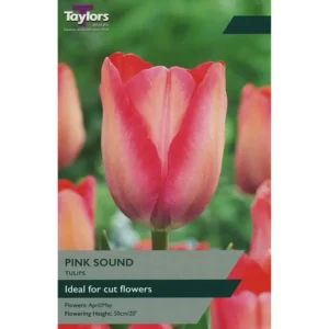 Tulip 'Pink Sound'