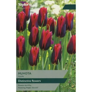Tulip 'Muvota'