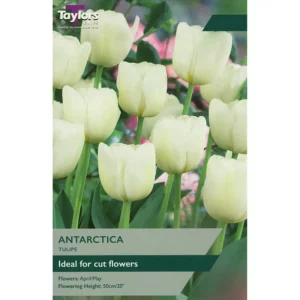 Tulip 'Antarctica'
