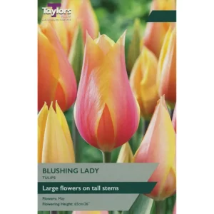 Tulip 'Blushing Lady'