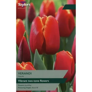 Tulip 'Verandi'