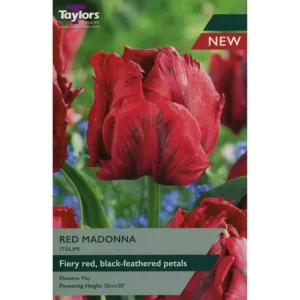 Tulip 'Red Madonna'