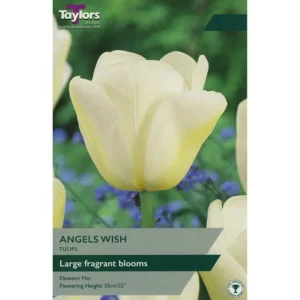 Tulip 'Angels Wish'