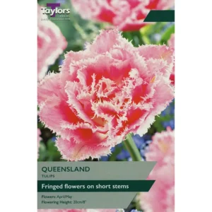 Tulip 'Queensland'