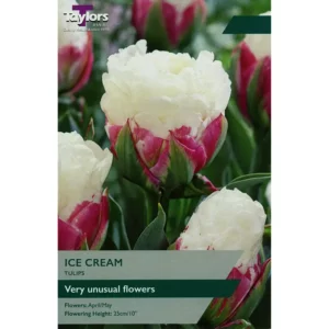 Tulip 'Ice Cream'