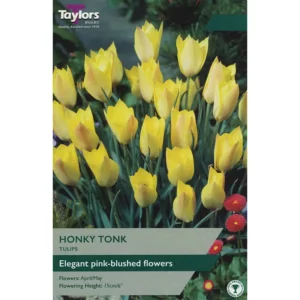 Tulip 'Honky Tonk'