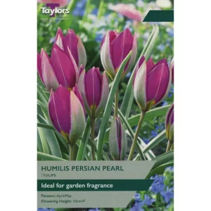 Tulip humilis 'Persian Pearl'