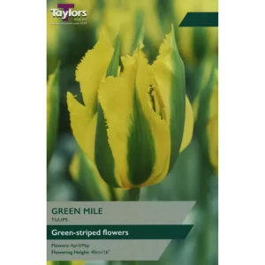 Tulip 'Green Mile'