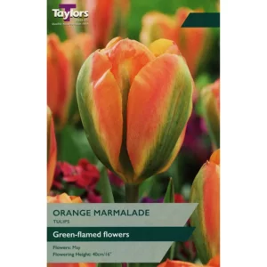 Tulip 'Orange Marmalade'