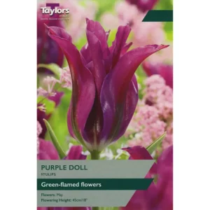 Tulip 'Purple Doll'