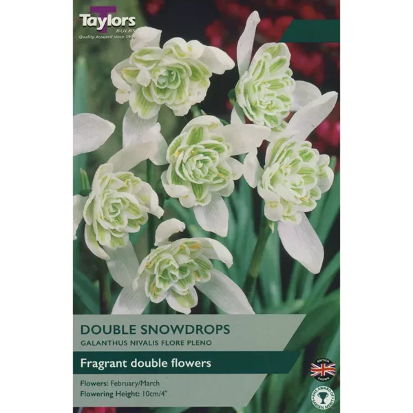 Galanthus Nivalis Flore Pleno Double Snowdrops