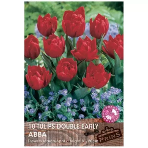 Tulip 'Abba' (10 bulbs)