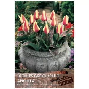 Tulip 'Ancilla' (10 bulbs)