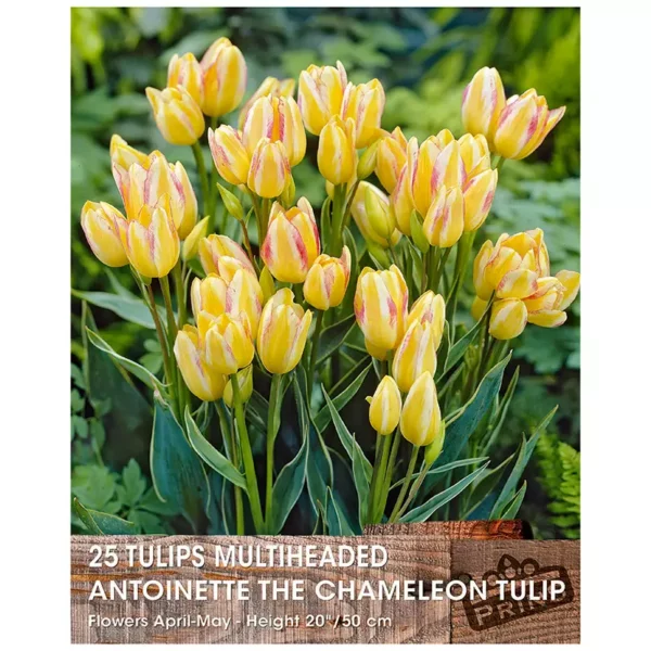 Tulip 'Antoinette the Chameleon' (25 bulbs)