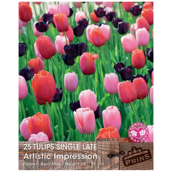 Tulip 'Artists Impression' (25 bulbs)