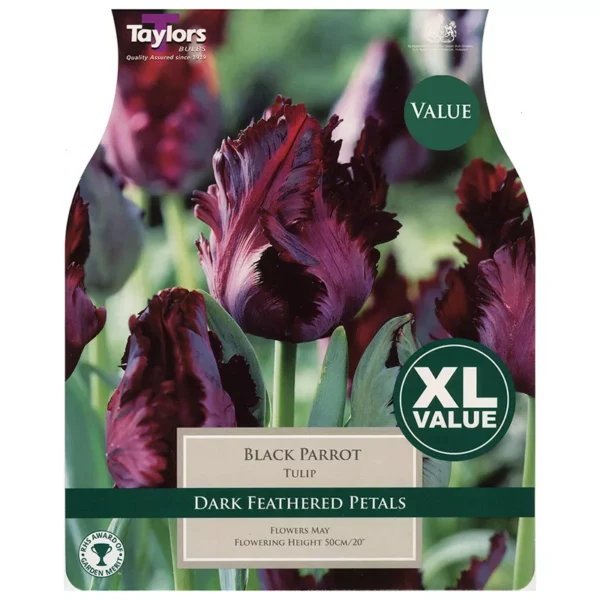 Tulip 'Black Parrot' (18 bulbs)