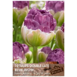 Pack 10 Fringed Tulip Bulbs 'Canasta' WPC Prins Quality Spring Bulbs 