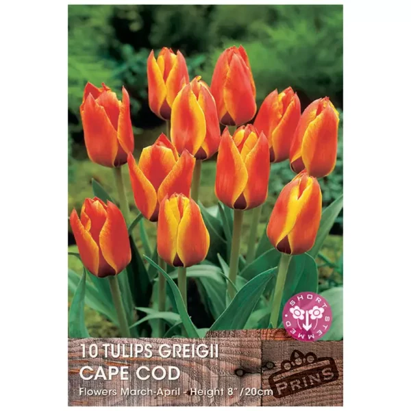 Tulip 'Cape Cod' (10 bulbs)