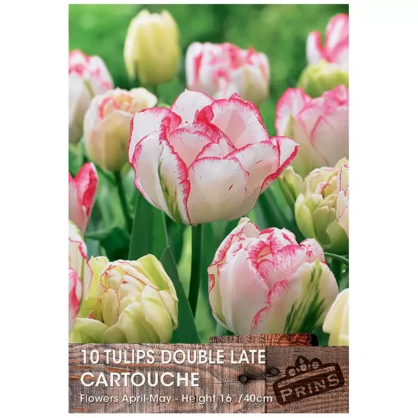 Tulip 'Cartouche' (10 bulbs)