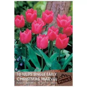 Tulip 'Christmas Marvel' (10 bulbs)