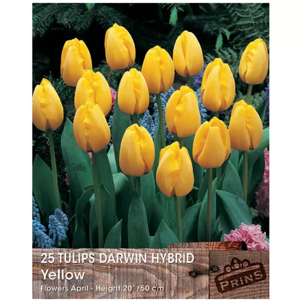 Tulip 'Darwin Yellow' (25 bulbs)