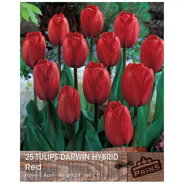 Tulip 'Darwin Red' (25 bulbs)