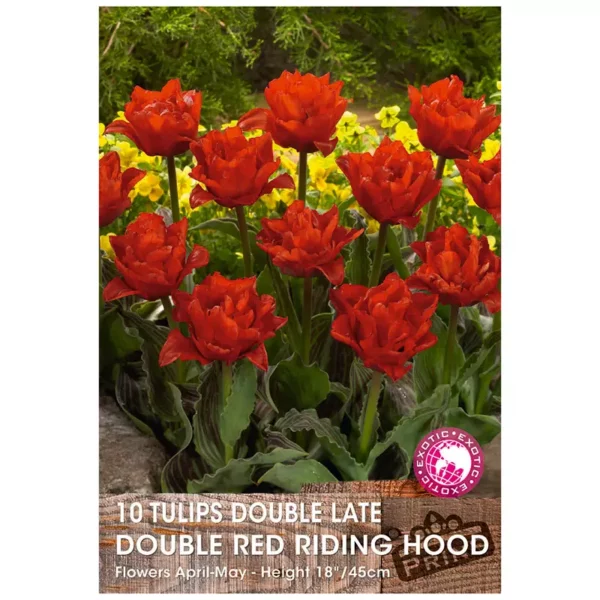 Tulip ' Double Red Riding Hood' (10 bulbs)