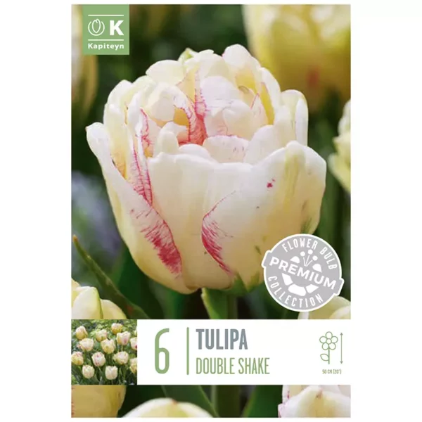 Tulip 'Double Shake' (6 bulbs)